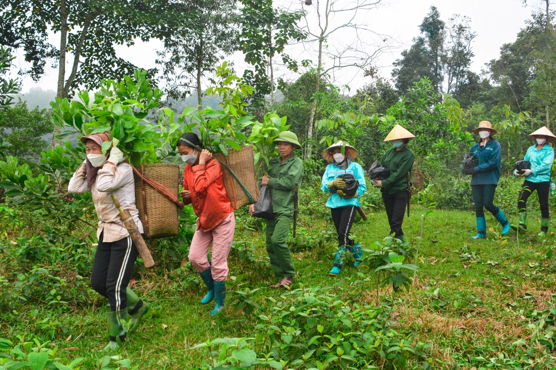 Nearly 30,000 trees planted in watershed forest in Thanh Hoa province ​